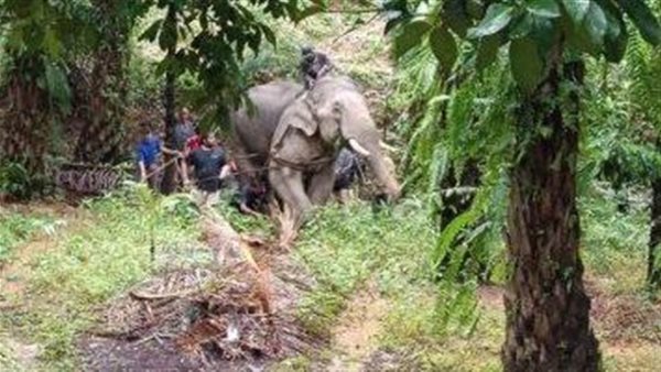 رد فعل غريب.. فيل يمزق جسد صاحبه إلى نصفين فما سبب للانتقام؟