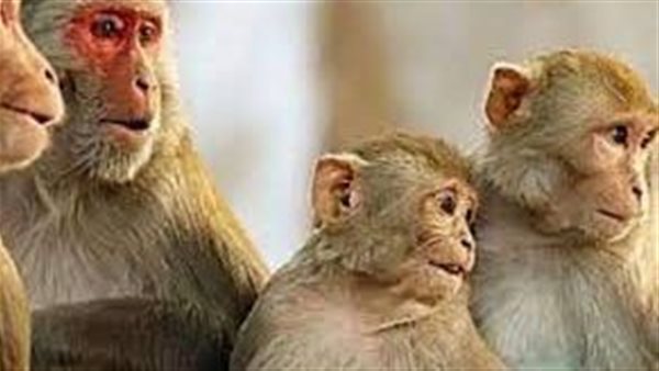 هل يعود العزل المنزلي؟.. هاني الناظر يكشف طُرق الوقاية من جدري القرود