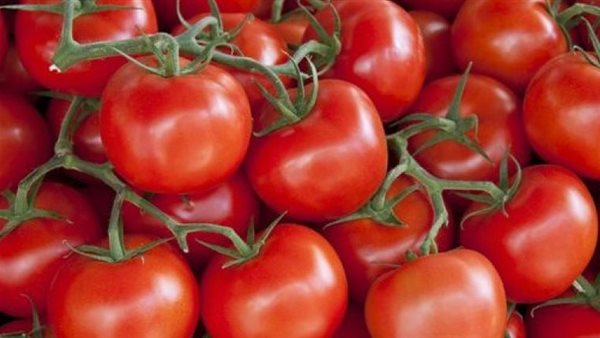 تصيبك بـ4 أمراض خطيرة..ماذا يحدث لجسمك عند تناول الطماطم يوميا؟ 