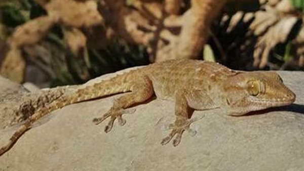 عجزوا عن مواجهتها وطلبوا مساعدة.. هذا ما فعلته الأبراص والسحالي المصرية في إسرائيل | شاهد 