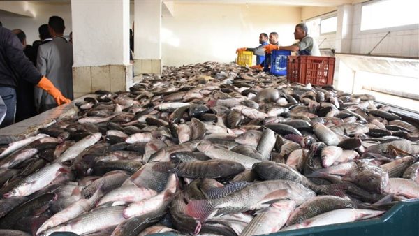 توقف عن تناوله فورا.. نوع من الأسماك لا يصلح للاستخدام الآدمي 