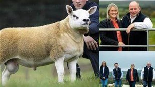 لماذا اشتراه 4 رجال بهذا السعر.. تفاصيل بيع خروف بـ4.7 مليون جنيه | شاهد