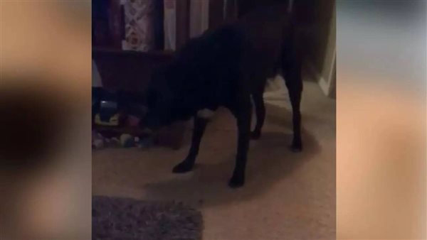 لقطات مثيرة..امرأة تلتقط مقطع فيديو لـ عفريت في منزلها | شاهد