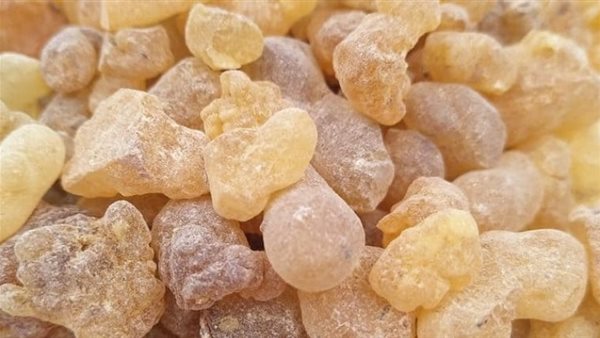 تخسيس غير مباشر.. فوائد لبان الذكر للتنحيف في أسبوع | فيديو