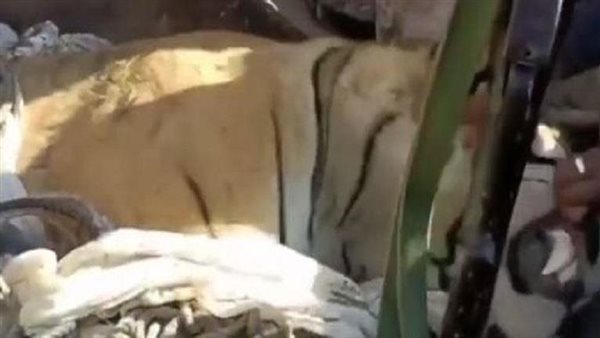 لقطات صادمة..حيوان يأكل 9 أشخاص ومواجهة دامية لقتله | فيديو