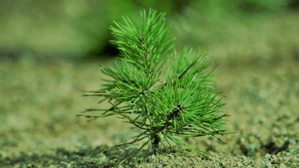 طولها 5 سم.. حكاية رجل عثر الأطباء على شجرة في رئتيه | شاهد