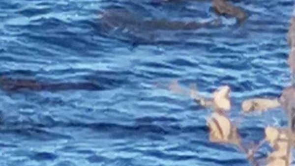 لن تتوقع ماذا فعلت.. امرأة تكتشف أنها تسبح وسط 3 تماسيح بالصدفة | شاهد