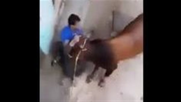 مقطع مثير..رجل يضرب بقرة بوحشية ويلوي ذيلها ورد فعل صادم من البقرة | فيديو 