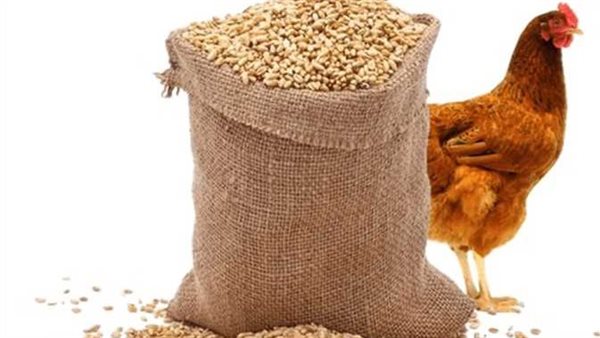 محاولات تضخيم.. أول تعليق من وزير الزراعة على فيديو إعدام الكتاكيت | شاهد