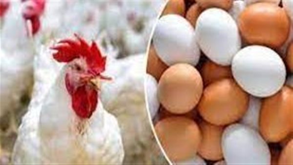 بعد إعدام الكتاكيت.. مفاجأة صادمة بخصوص أسعار الدواجن والبيض اليوم