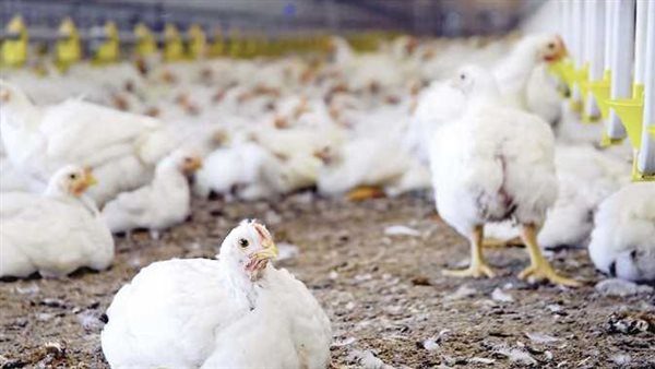 بعد أزمة الأعلاف..تحديثات أسعار الدواجن والكتاكيت اليوم في مصر 