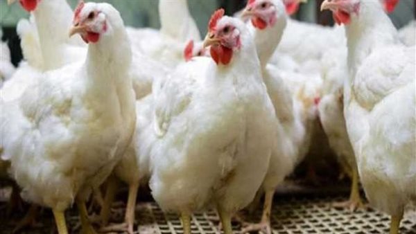 هل انتهت الأزمة؟.. تحديثات أسعار الدواجن والأعلاف والكتاكيت في مصر
