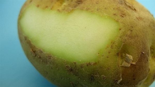 سم قاتل.. إذا لاحظت هذه العلامات على البطاطس تخلص منها على الفور