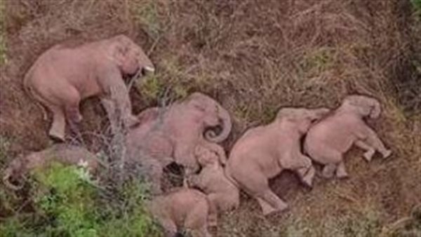 شربوا خمور وسكروا.. فشل سكان قرية بالهند في إيقاظ 24 فيلا من نومهم