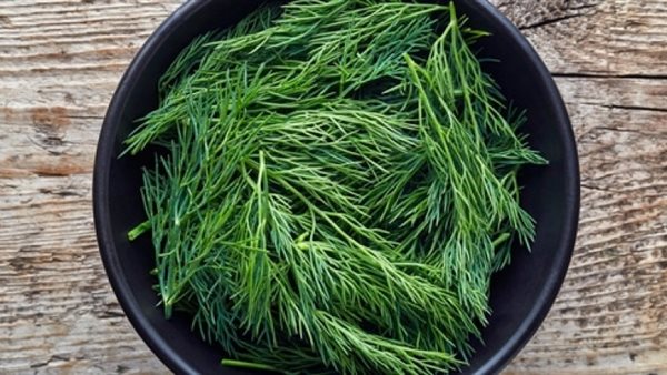 يحمي ويساعد على علاج الكثير من الأمراض.. فوائد غير متوقعة للشبت