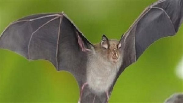 دلالة على الخير.. تفسير رؤية الخفاش في المنام 