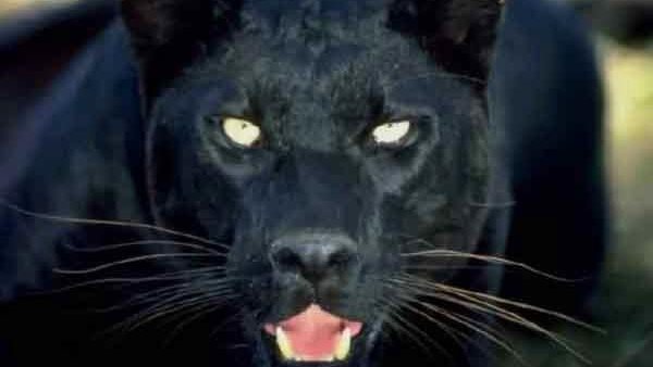 لقطات مروعة..لحظة هجوم حيوان مفترس على شاب بشكل مباغت | فيديو