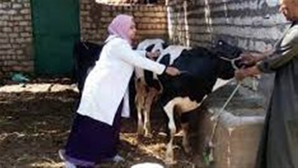 بيان حكومي عاجل يكشف..حقيقة انتشار مرض الحمى القلاعية بين الماشية في مصر