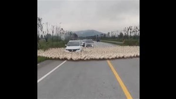 الظاهرة وصلت إلى البط.. فيديو عجيب لأسراب تدور عكس عقارب الساعة | شاهد