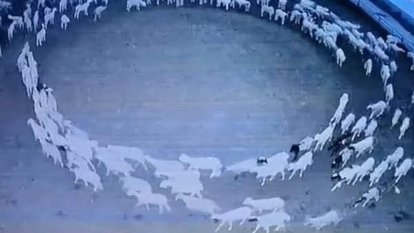 هل اقتربت نهاية العالم؟.. ظاهرة دوران الحيوانات تثير الرعب