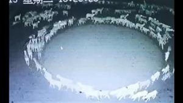 تفسير مثير للغز.. قصة دوران الأغنام في دائرة لمدة 12 يوما | فيديو