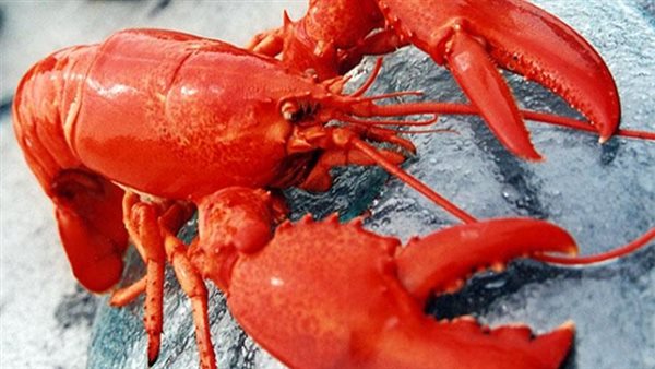 سر الاستاكوزا.. وسيلة جديدة لمنع الحمل تغلق الطريق أمام 100 مليون حيوان منوي