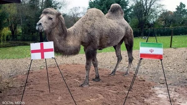 صدقت كل توقعاتها.. قصة الناقة كاميلا التي تنبأت بنتائج مباريات المونديال