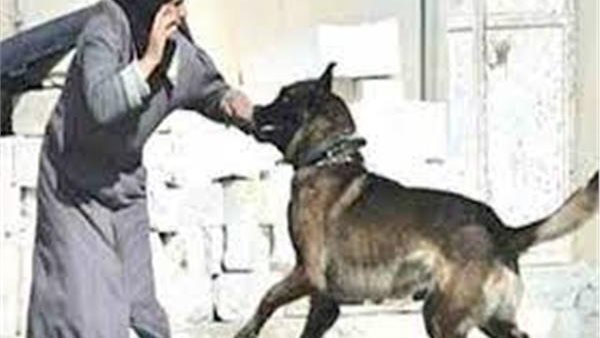 الطيبون يغادرون سريعا.. ماذا قالت الطبيبة ضحية الكلاب الضالة في حدائق الأهرام؟ | شاهد