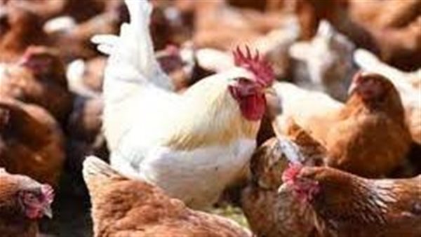 الفرخة بنت 40 يوم وصل سعرها 100 جنيه.. ماذا يحدث في سوق الدواجن ؟ 