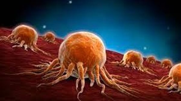 احرص على تناولها.. أطعمة تحمي من السرطان