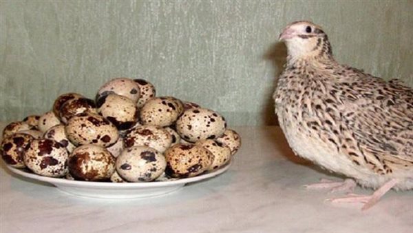 خبراء يجيبون.. هل يكون بيض السمان بديلا لبيض المائدة؟