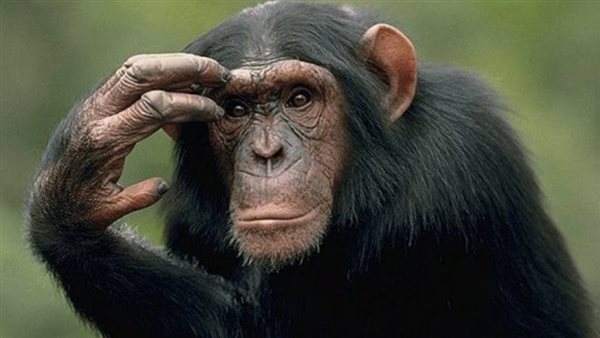 وهيا بتصوره.. فتاة تتعرض لتصرف مأساوي من شمبانزي بحديقة الحيوان | شاهد