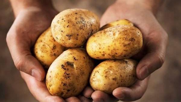 يستغلون غلاء الأسعار.. نوع بطاطس ليست للأكل تباع بالأسواق 