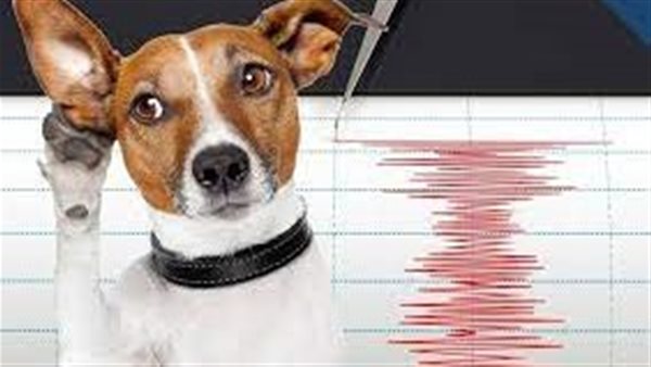 إذا رأيت الكلب يفعل ذلك اهرب فورًا.. هذه الحيوانات تتنبأ بالزلزال