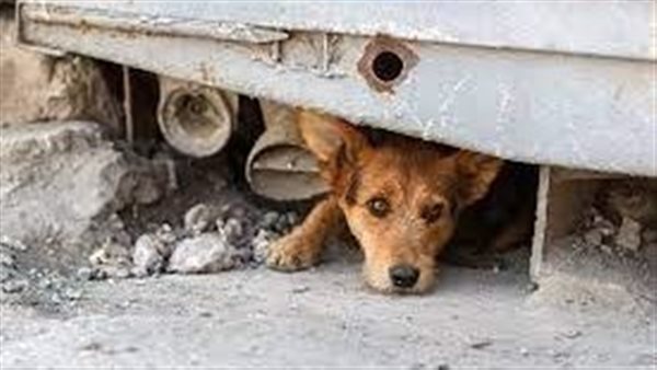 تقرير يحسم الجدل.. هل يمكن للحيوانات التنبؤ بالزلزال والهزات الخفيفة؟