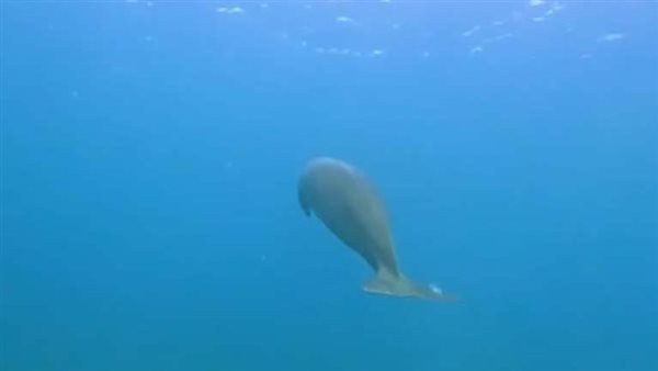 لقطات مثيرة..عروسة البحر تظهر في مياه مرسى علم | فيديو