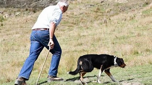  مفاجأة جديدة.. هل تشعر الحيوانات بالزلازل قبل وقوعها ؟