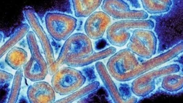 يقتل 90% من المصابين.. 10 أعراض لـ فيروس ماربورغ الفتاك