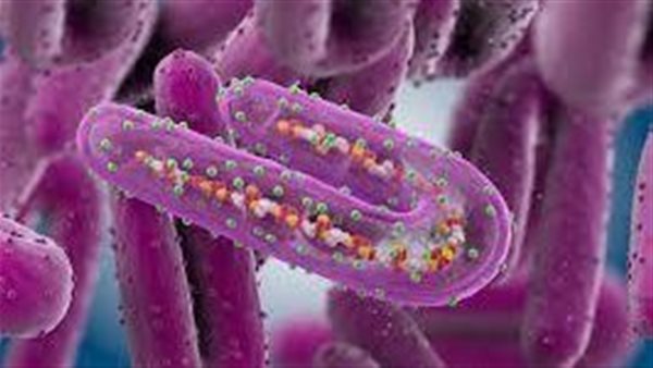 الصحة تحسم الجدل وتكشف حقيقة وجود حالات إصابة بفيروس ماربورج في مصر