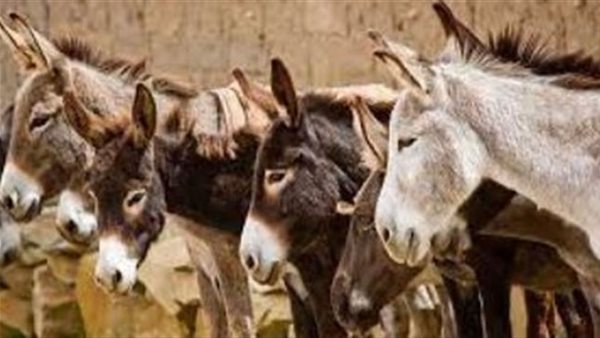 تستخدم في هذا الأمر..مفاجأة فى واقعة العثور على رؤوس وعظام حمير