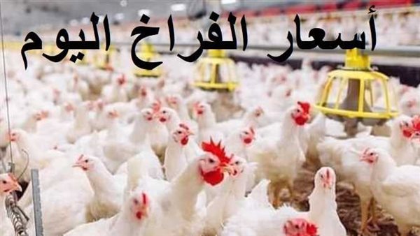 الفراخ اتجننت قبل رمضان.. أسعار الدواجن اليوم الإثنين في البورصة والأسواق الشعبية