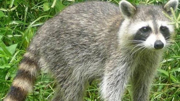 أخيرا.. الكشف عن الحيوان الذي نشر كورونا في العالم