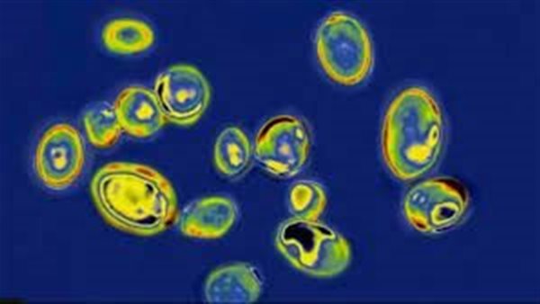  مرحلة الخطر.. انتشار مرض غامض لا يستجيب لأي علاج