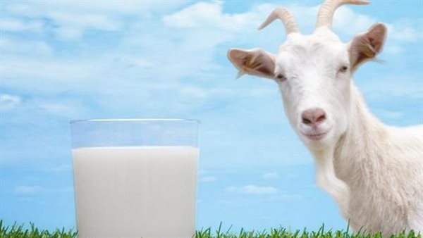 تعرف عليها.. فوائد حليب الأغنام والماعز