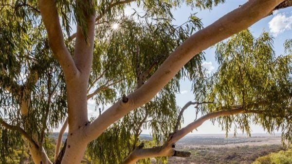  إذا عثرت عليها فهي كنز.. حكاية شجرة حقيقية ينمو عليها الذهب