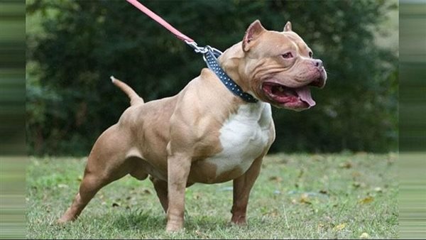 ٥٠ ألف جنيه رسوم.. تعرف على قيمة تراخيص حيازة الحيوانات الخطرة