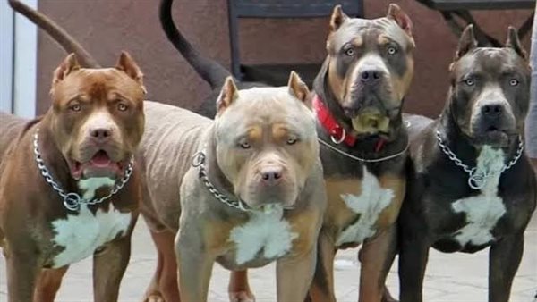 تقتل المواطنين وهذه عقوبة حيازتها.. أنواع من الكلاب محظورة عالميًا ومنتشرة بمصر