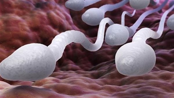 بهدف الحمل.. لماذا تلجأ نساء أوروبا إلى الحيوانات المنوية الدنماركية ؟