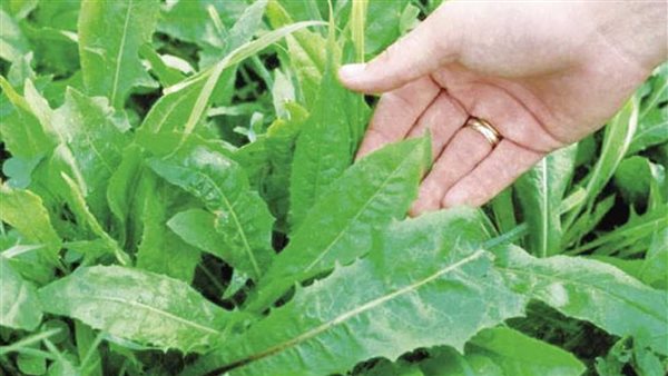 فوائد مذهلة.. نبات معروف له قدرة سحرية على الوقاية من السرطان