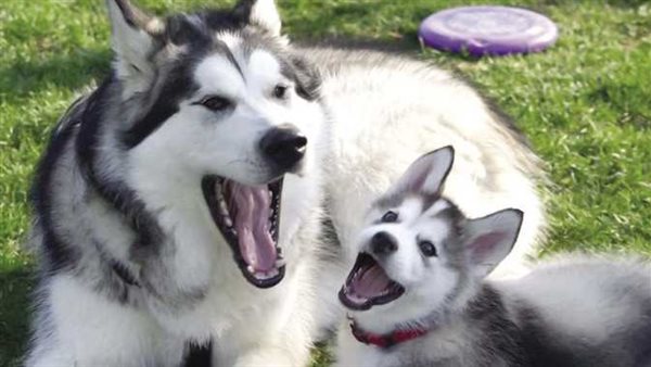 كارثة.. تطور صادم لفيروس إنفلونزا الكلاب يهدد البشر